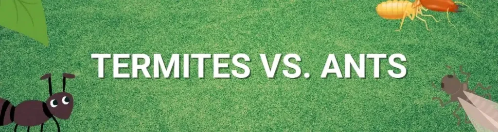 Termites vs. Ants banner with cartoon insects on a green grass background