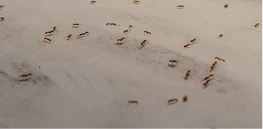 Dozens of small red-brown ants scattered across a light-colored concrete or sandy surface