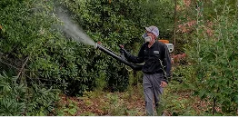 A worker in dark clothing uses a backpack sprayer to treat dense green shrubs outdoors