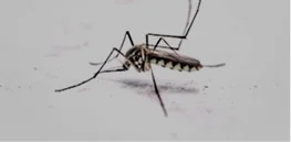 A mosquito resting on a plain white surface, viewed from the side