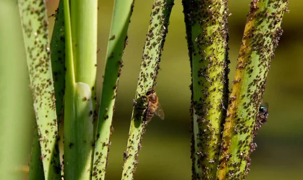 A honeybee clings to a green plant stem heavily infested with tiny dark aphids