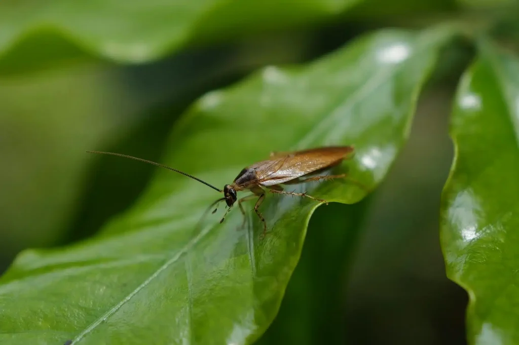 A brown cockroach perched on the edge of a shiny green leaf in an outdoor garden setting