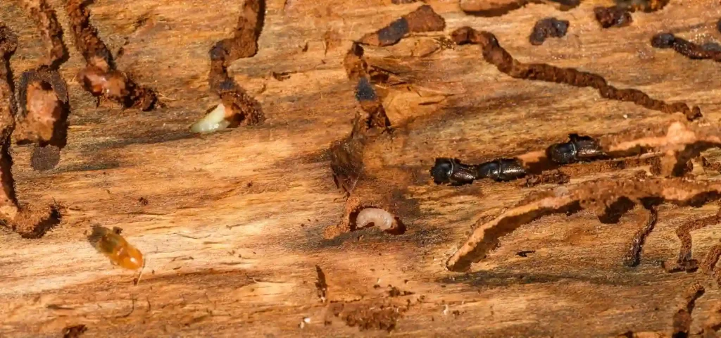 Bark beetle adults and larvae tunneling through the inner surface of pine bark