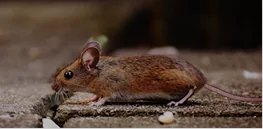 A small brown mouse crouches on a concrete surface, facing left with alert eyes and rounded ears