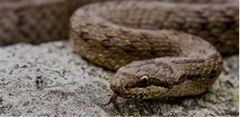 A brown patterned snake coiled on a rocky surface with its tongue visible