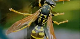 Close-up of a yellow and black wasp resting on a surface