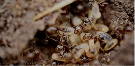Cluster of termites and larvae moving through dark soil inside a termite colony