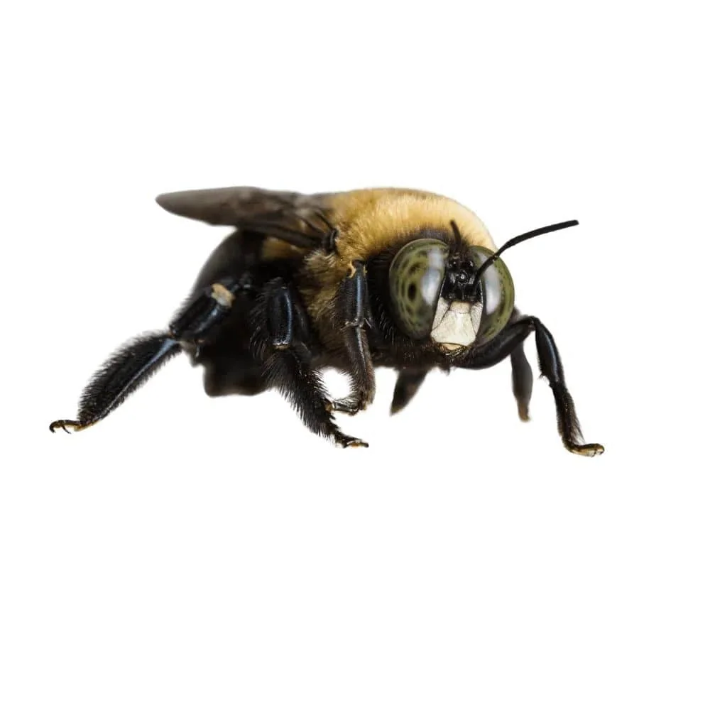 Close-up side view of a large black and yellow bee with prominent compound eyes and six legs