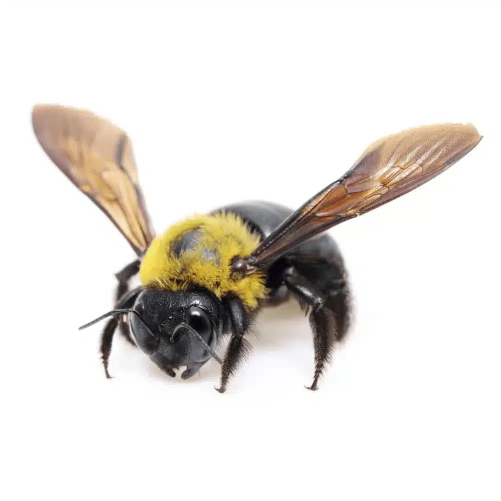 Eastern carpenter bee with yellow thorax and shiny black abdomen, viewed from above against white background