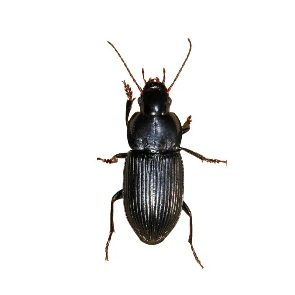 Black ground beetle specimen photographed from above against a white background