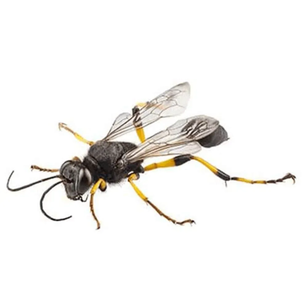 Black and yellow mud dauber wasp shown from above against a white background