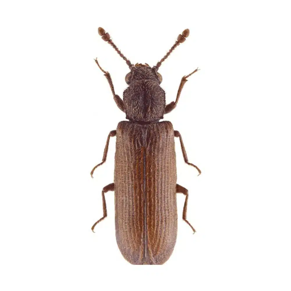 Close-up dorsal view of a powderpost beetle with brown elytra, six legs, and segmented antennae