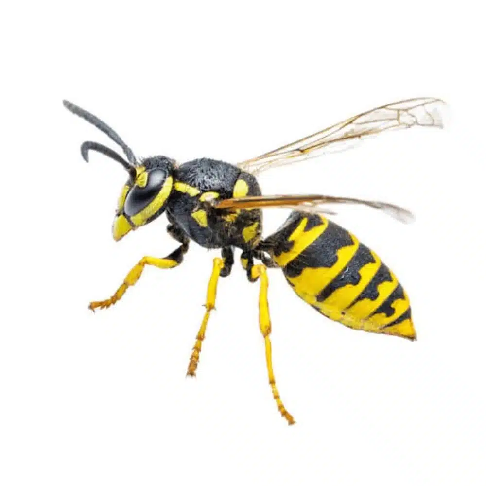 Yellow jacket wasp shown in close-up side profile against a white background