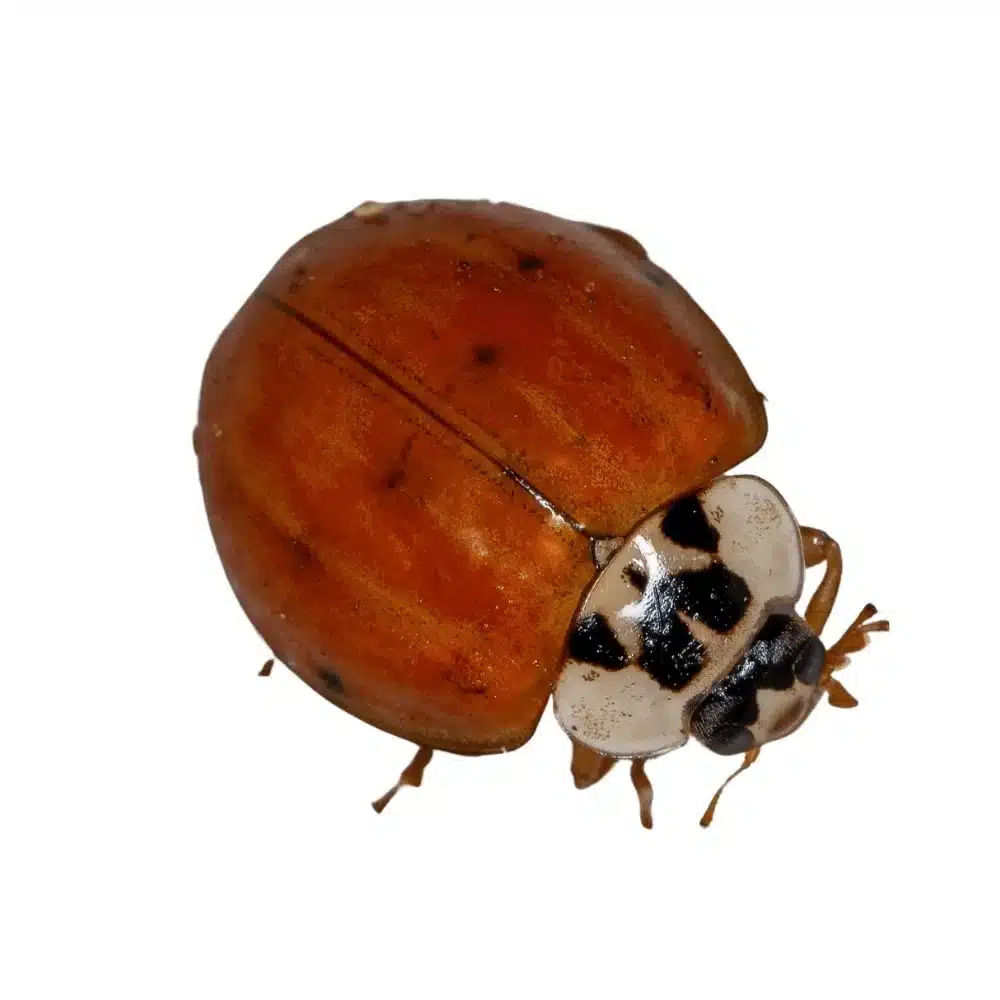 Close-up of an Asian lady beetle with orange-red elytra and a white pronotum marked with black spots