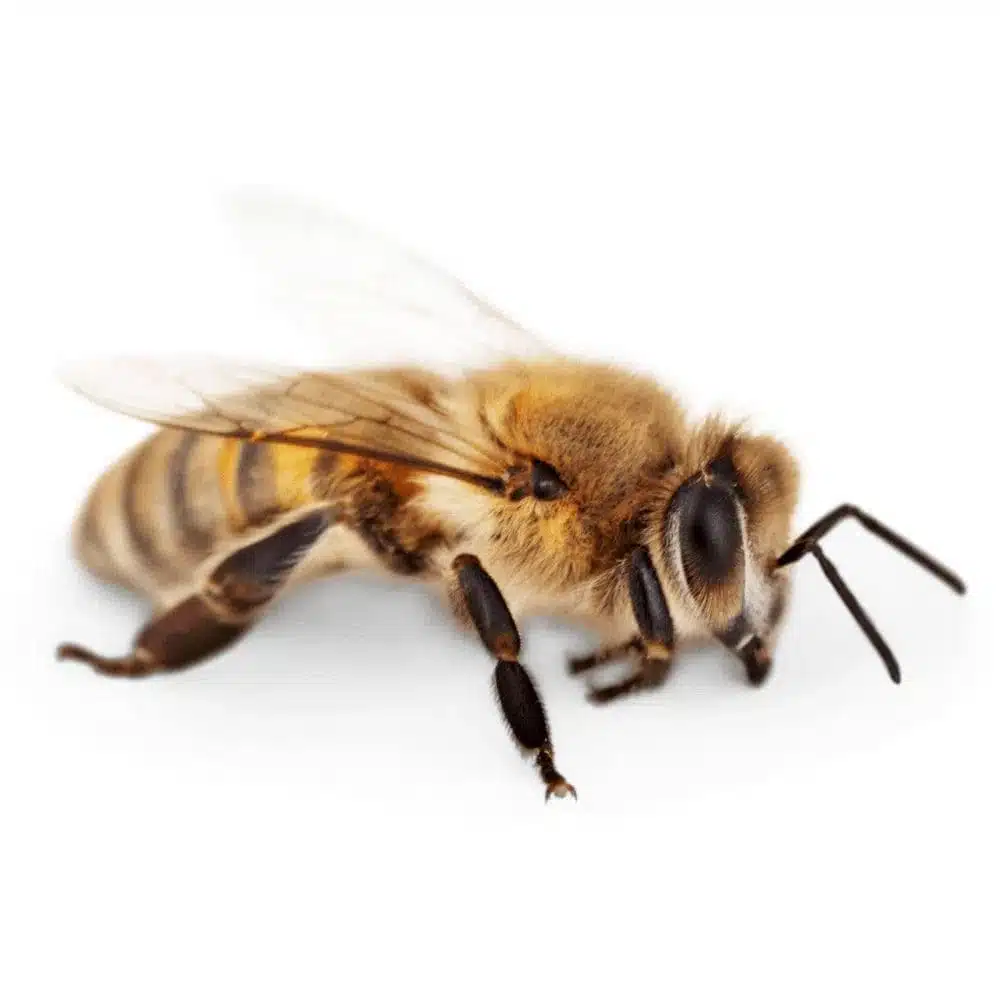 Close-up of a honey bee resting on a white background, showing golden-brown striped abdomen and large compound eyes