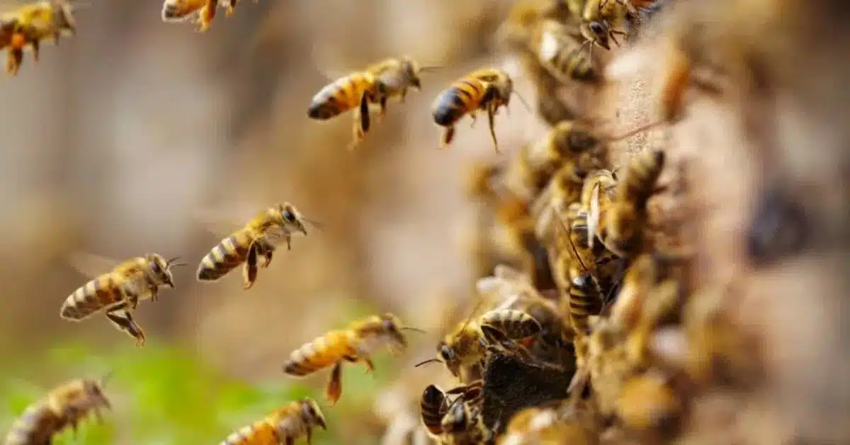Honey Bee - GreenShield Home & Pest Solutions