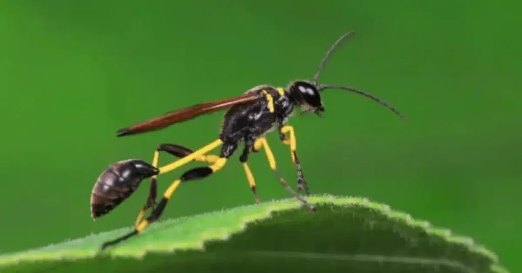 Black and yellow mud dauber wasp with reddish-brown wings standing on a green leaf
