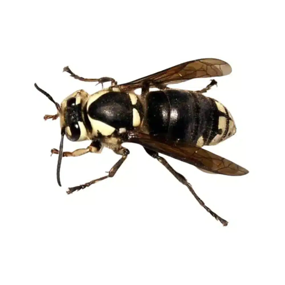 Bald-faced hornet viewed from above, showing black body with cream-white markings and translucent brown wings