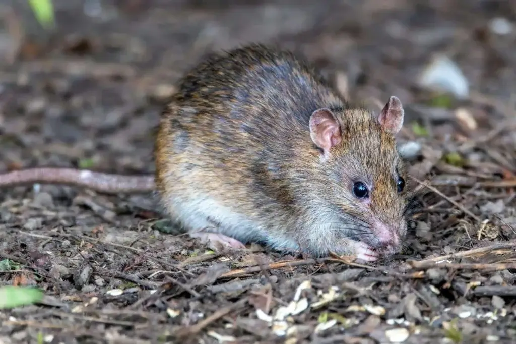 A brown rat crouches low on bare soil and leaf litter, sniffing the ground