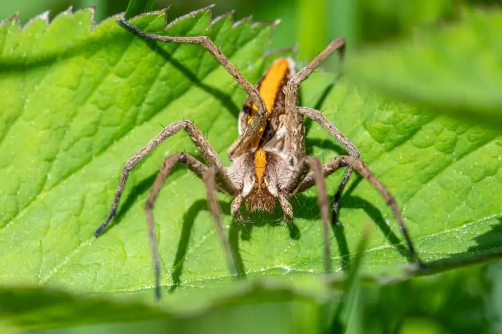 A large brown spider with orange markings rests on a bright green leaf in natural sunlight
