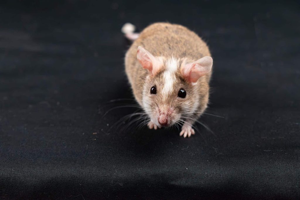 A small brown and white mouse with pink ears faces the camera on a black fabric surface