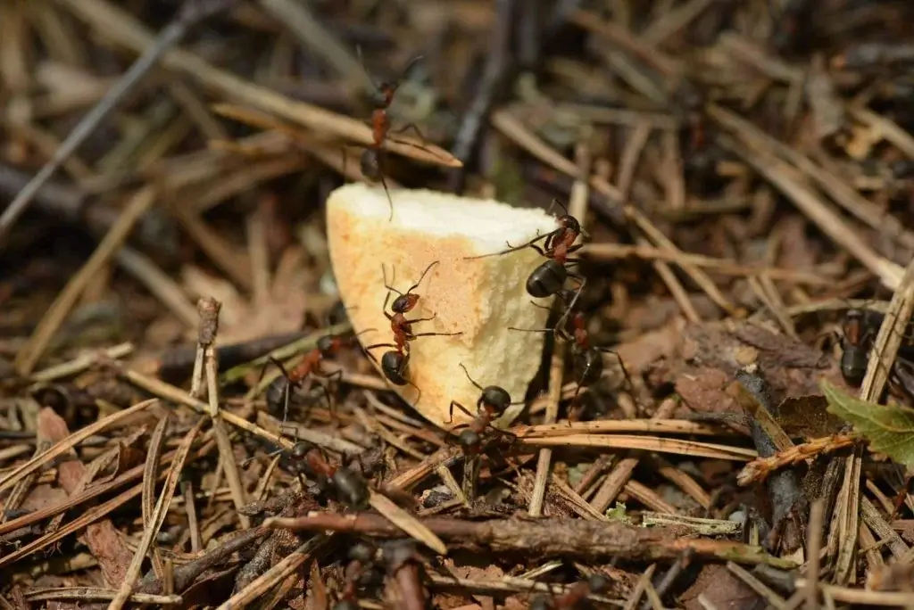 Several dark red ants working together to move a small piece of bread on a forest floor covered in pine needles