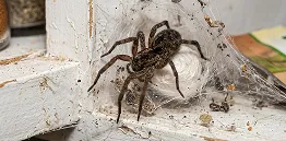 Large brown wolf spider resting in a web-filled corner near a white door frame