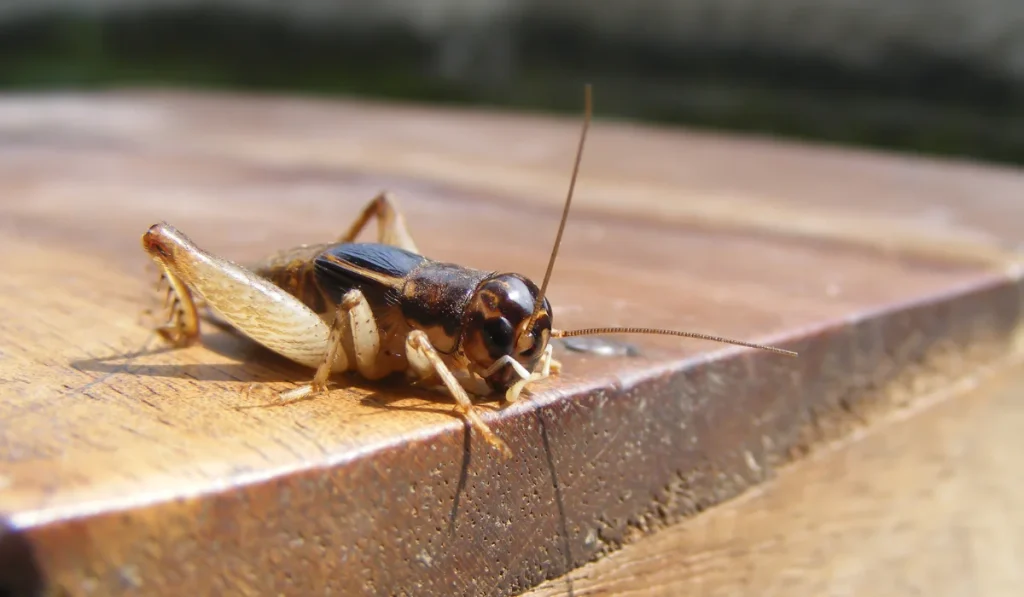House cricket resting on brown wooden surface, close-up showing antennae and legs