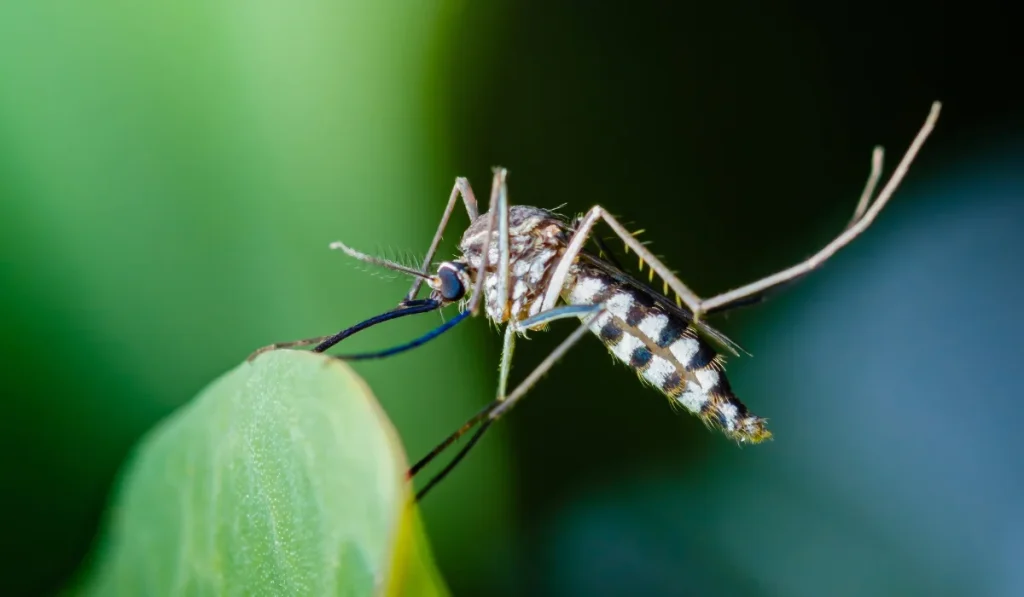 Asian tiger mosquito perched on a green leaf showing black-and-white striped abdomen and long proboscis