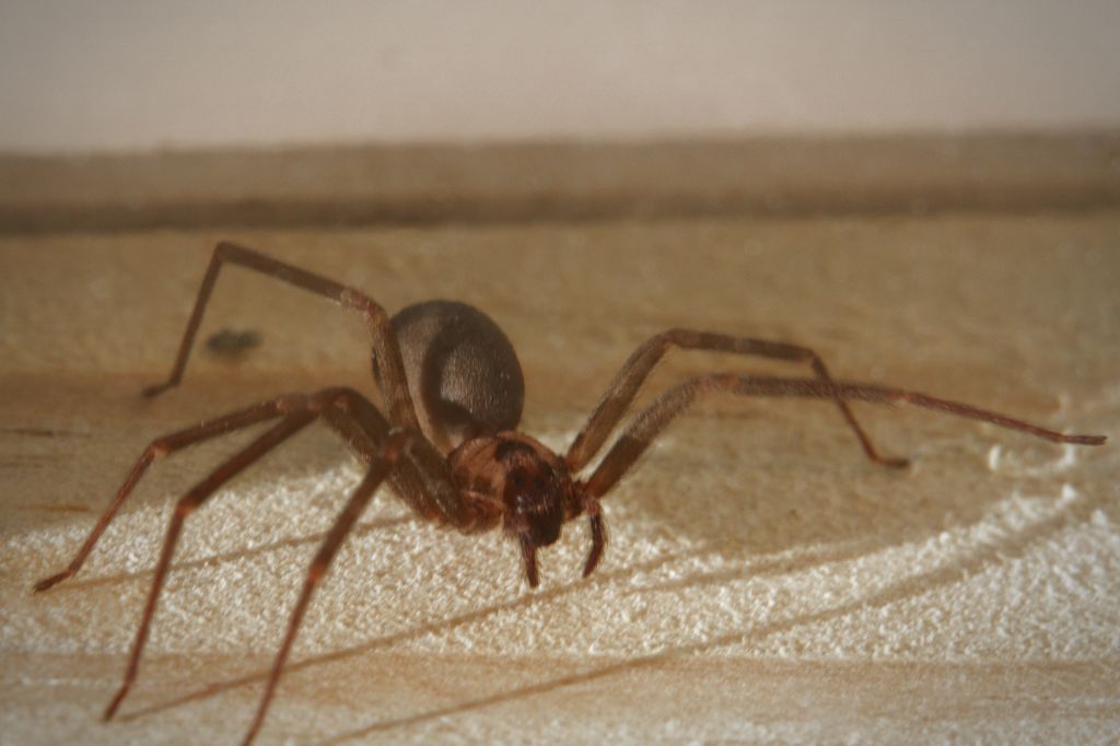 Close-up of a brown recluse spider on a wooden surface showing its body and long legs