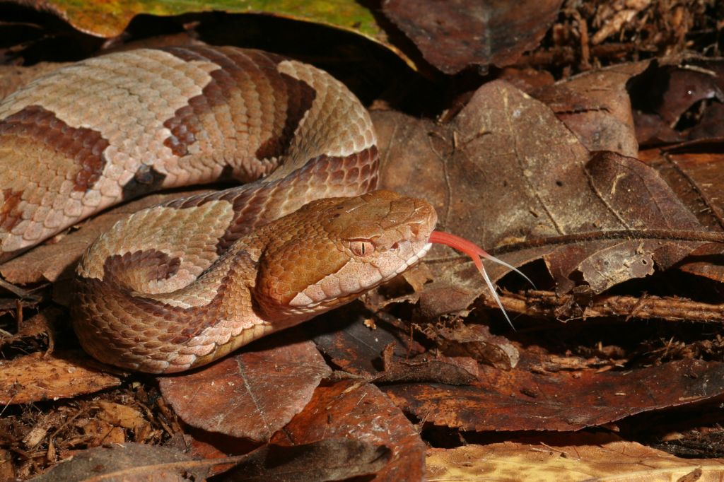 Coiled brown copperhead snake on leaf litter with tongue flicking