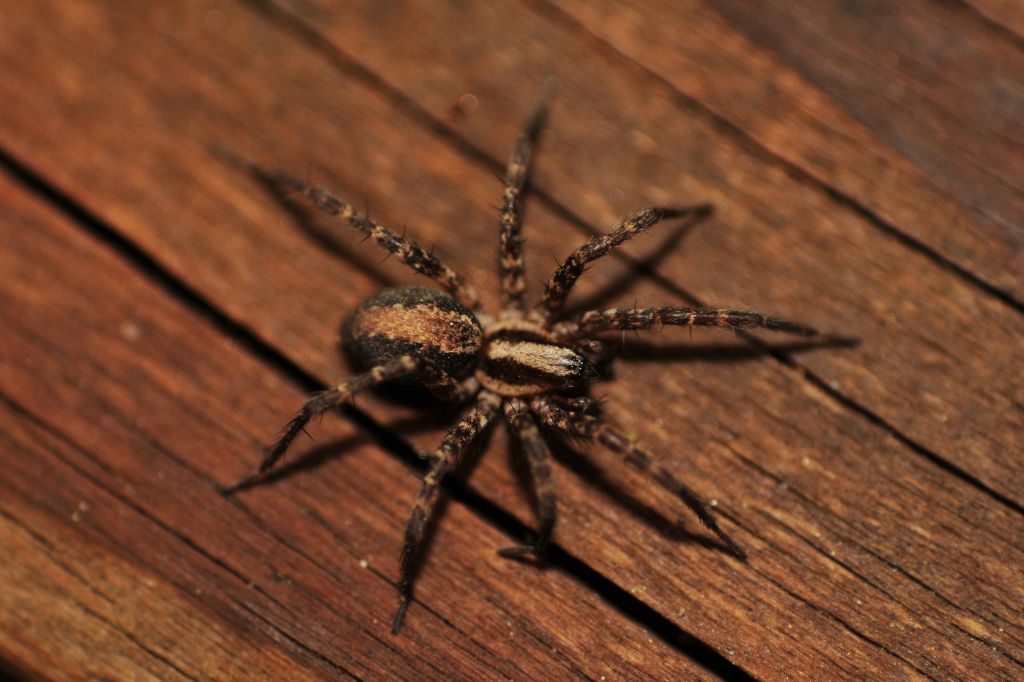 Brown and tan striped spider resting on a wooden surface with visible grain and gaps