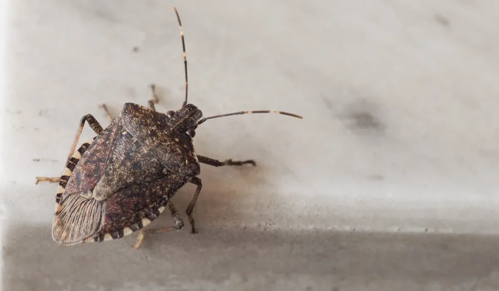 Stink Bug