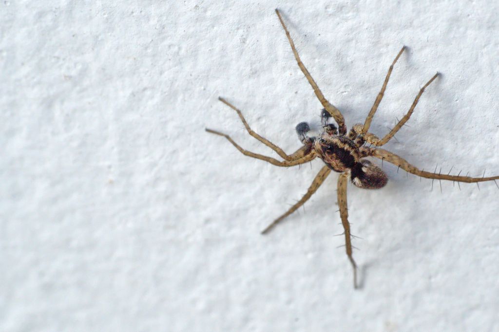 Virginia wolf spider with mottled brown body and long spiny legs on a pale textured wall