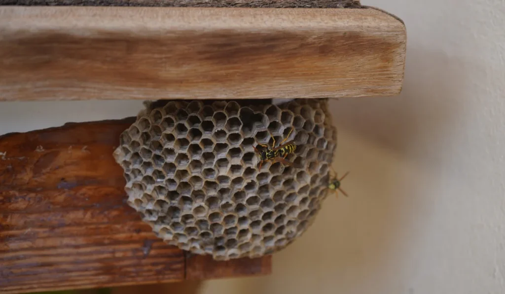 Paper nest with hexagonal cells under a wooden shelf, two yellow-and-black wasps on the nest